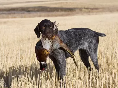 hunt club insurance