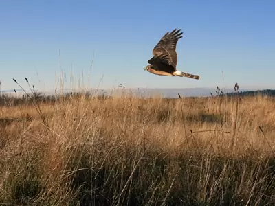 wildlife conservation insurance